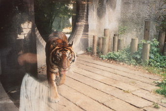 [tigerstk.jpg]
